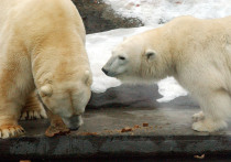 Исследователи в Канаде зафиксировали исключительно редкое явление: самка белого медведя усыновила чужого детёныша