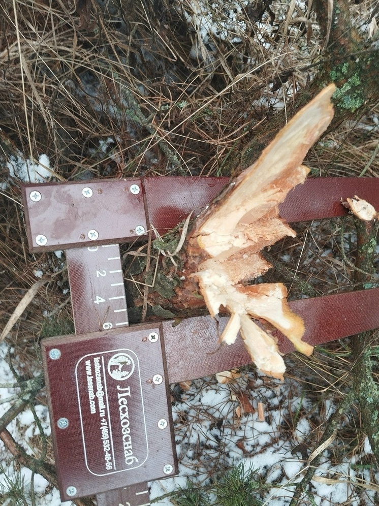 В Курской области браконьеры срубили две молодые сосны к Новому году