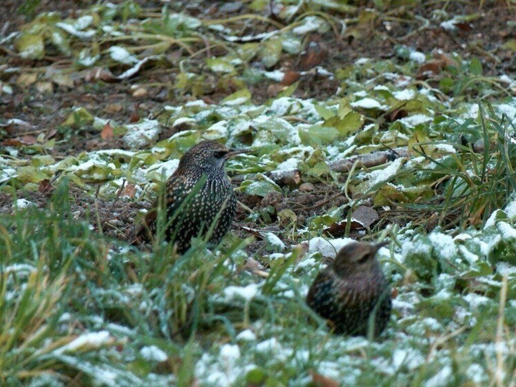 Скворцы выбрали теплый петербургский декабрь вместо зимовки в Европе