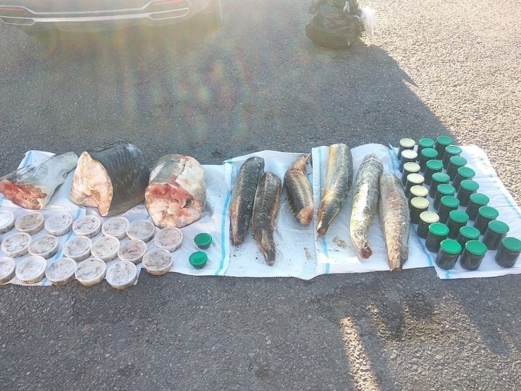 Участников ОПГ осудили в Волгограде за незаконный оборот краснокнижной рыбы