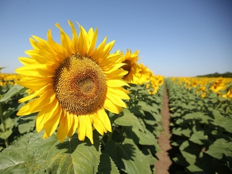 В Волгоградской области ИП с нарушением задекларировал 300 тонн подсолнечника