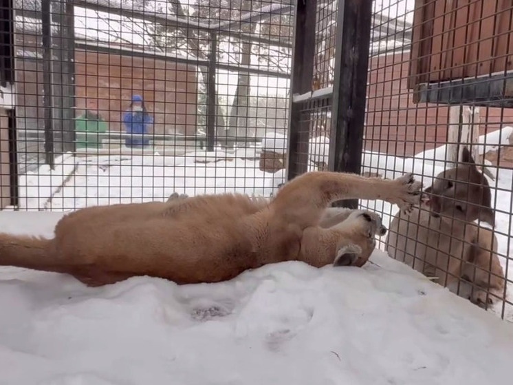 В Челябинском зоопарке прошло знакомство самца и самки пумы