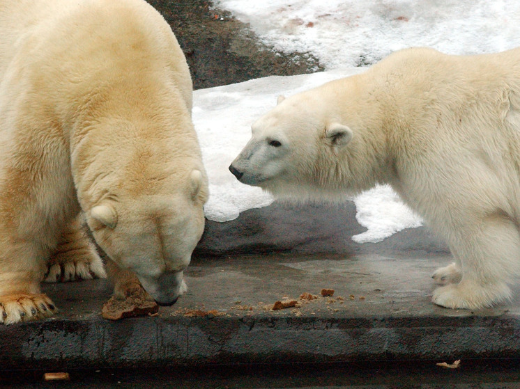 Исследователи в Канаде зафиксировали исключительно редкое явление: самка белого медведя усыновила чужого детёныша