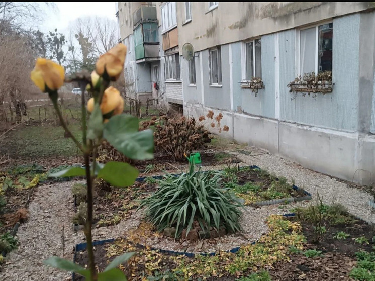 В Калининграде в середине декабря зацвели розы