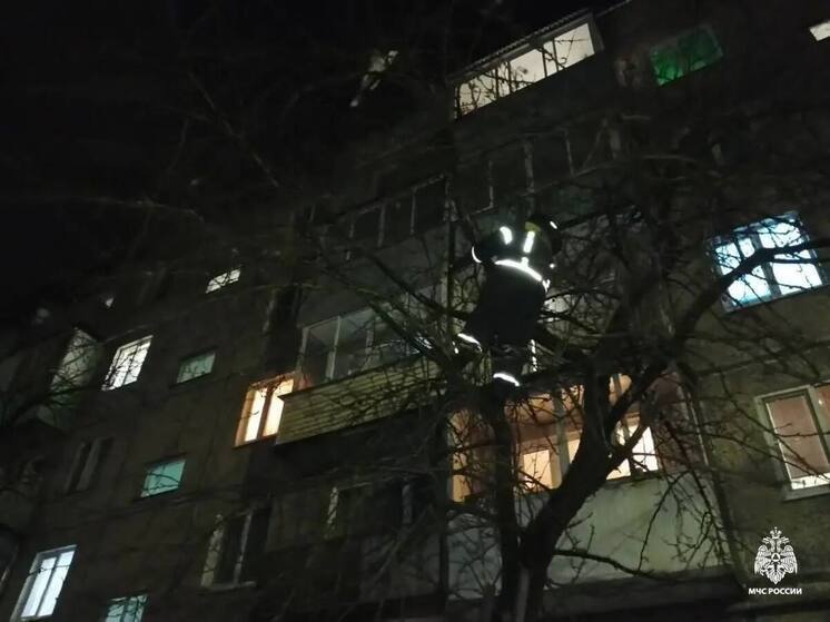 Пожарные забрались на дерево, чтобы спасти кота в Тверской области