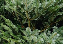 Подготовка к новогодним праздникам выходит на финишную прямую в районах Пензенской области. В рабочем посёлке Мокшан завершена процедура определения подрядчика, который займётся установкой новогодней ёлки и праздничным украшением центральной площади.