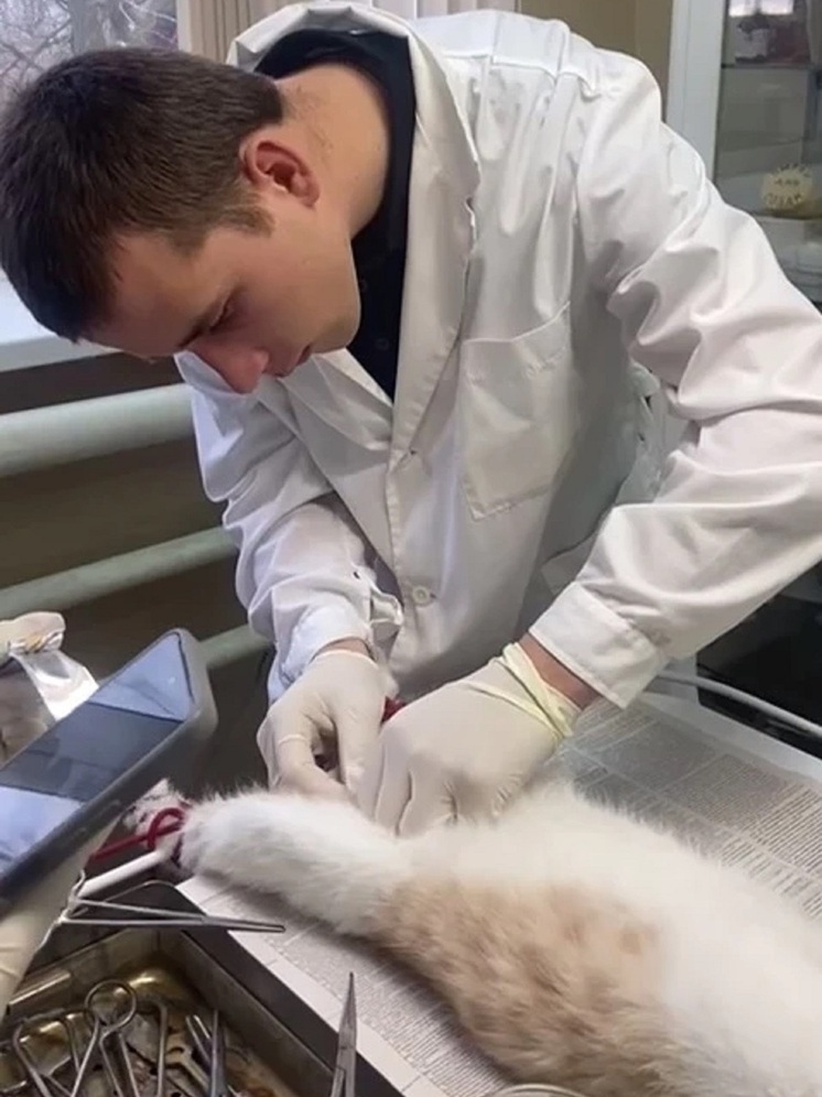 В райцентре Калмыкии провели акцию по льготной стерилизации домашних животных