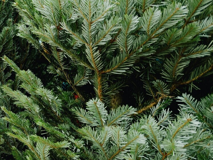 Подготовка к новогодним праздникам выходит на финишную прямую в районах Пензенской области. В рабочем посёлке Мокшан завершена процедура определения подрядчика, который займётся установкой новогодней ёлки и праздничным украшением центральной площади.