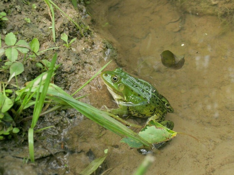 Прорыв в онкологии: бактерия Ewingella americana победила рак