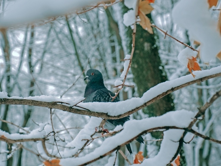 Жителям Тульской области дали советы, как избежать переохлаждения детей