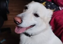 Домашние кошки и собаки еще менее предсказуемые члены семьи, чем маленькие дети. Действия детей хоть как-то можно спрогнозировать, вспоминая себя в этом возрасте и опираясь на знания человеческой психологии. Хвостатые же способны на «креатив». Специалист по питанию и поведению кошек Софья Васильева объяснила «МК в Ленобласти», как уберечь питомцев и спасти квартиру от них в новогодние праздники.