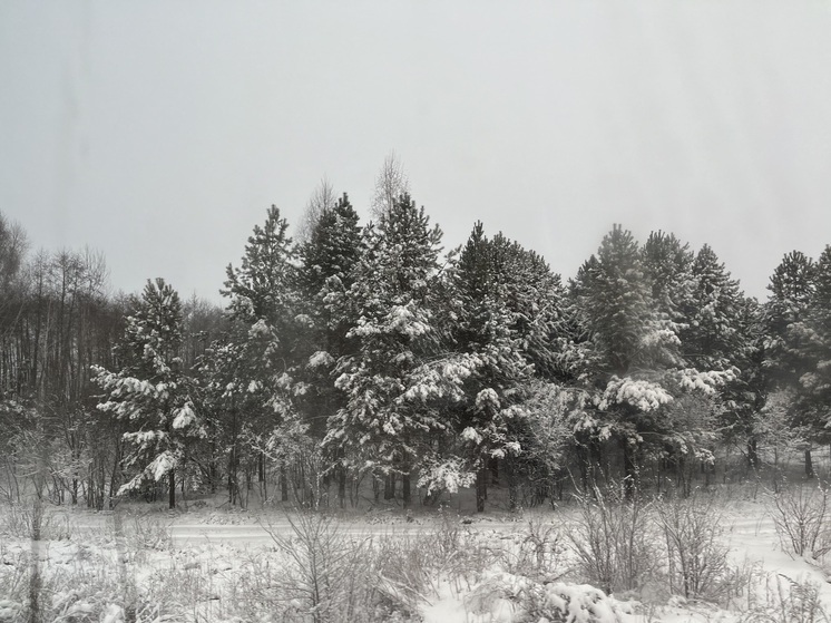 Бузулукский бор укрыло снежным одеялом