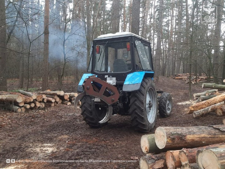 В двух урочищах Грайворонского округа провели выборочные санитарные рубки