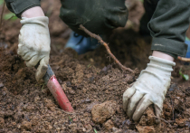 Археологи в Израиле обнаружили необычайно богатое кремационное захоронение железного века, которое переворачивает представления о жизни в древнем мире
