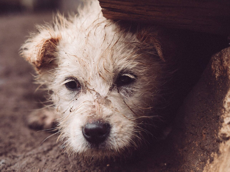Липецк продолжает борьбу с бездомными животными