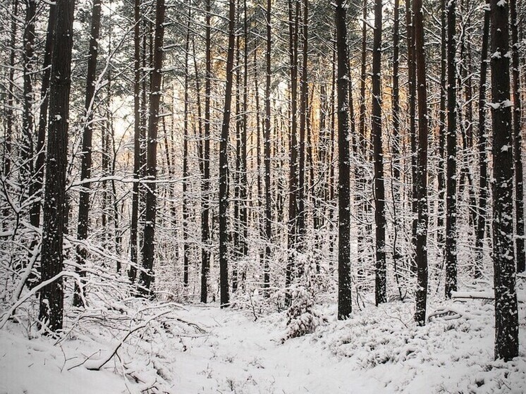 В Башкирии мужчина потерялся в лесу