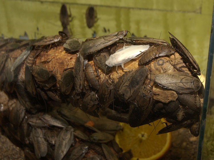 Жители Королёва бьют тревогу из-за аномального нашествия тараканов в домах. Как спасти свой дом?