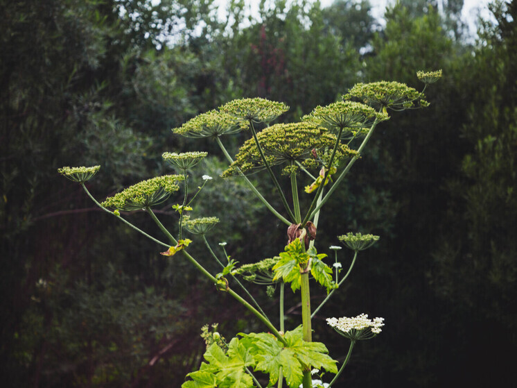 Специалисты нашли нарушения на 95% проверенных сельхозземлях Тверской области в 2025 году