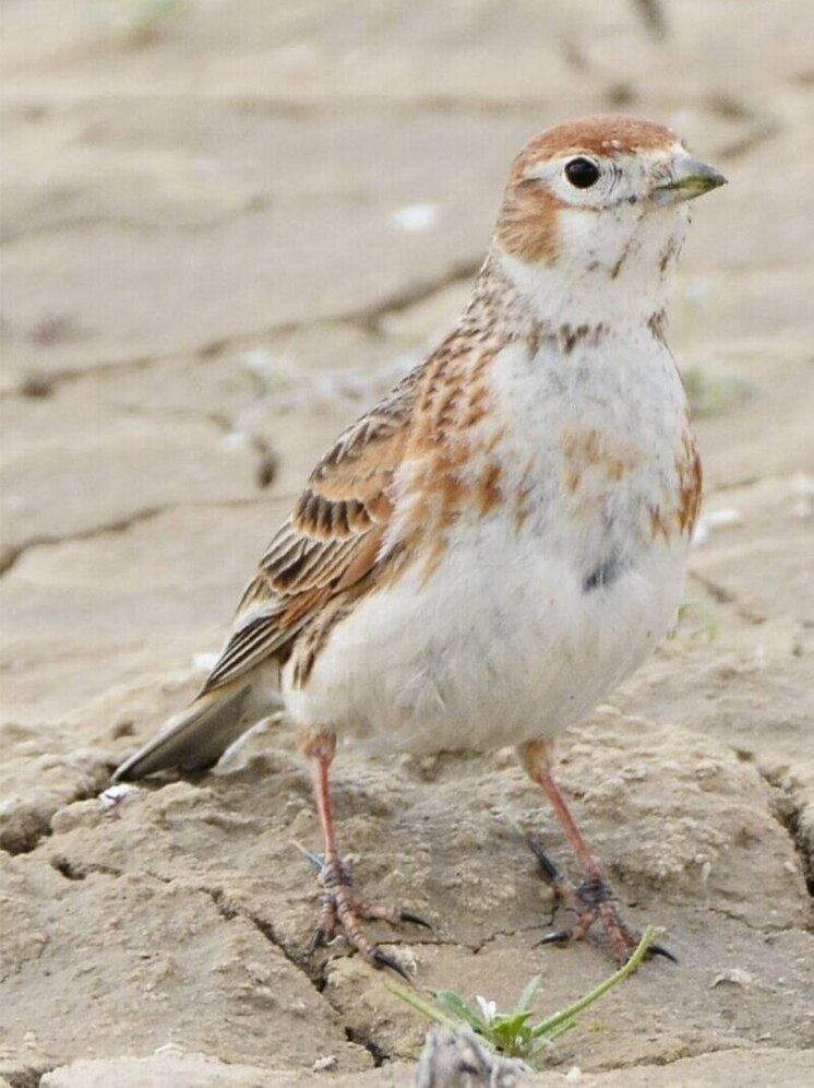 Белокрылый жаворонок несет в Калмыкию мелодию степного ветра