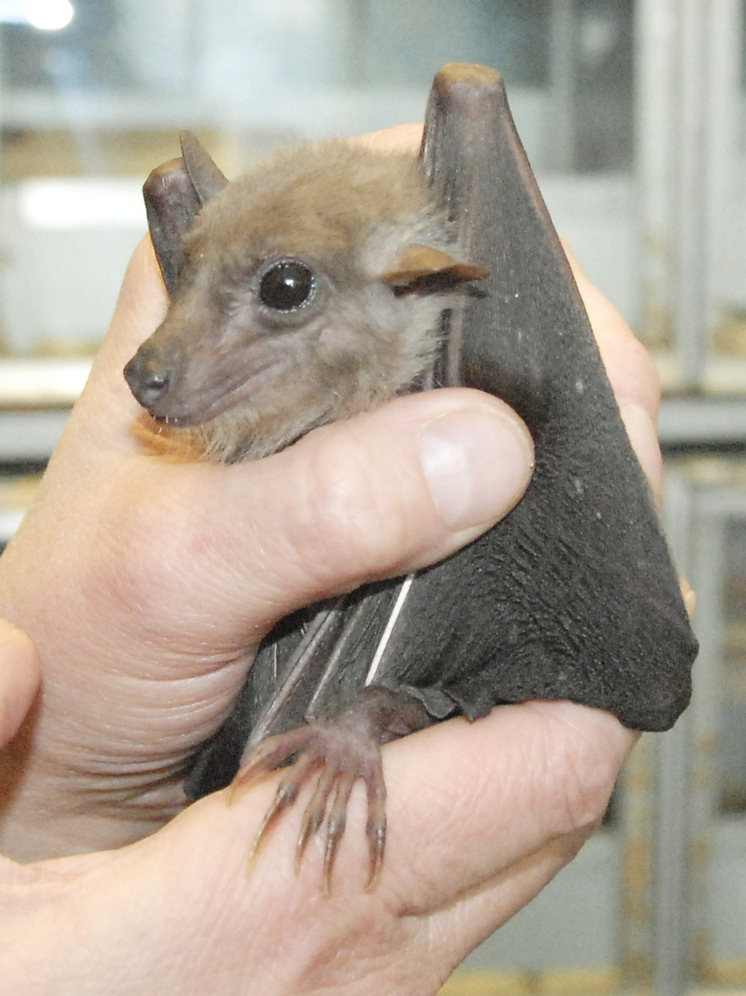 Москвичка три дня подряд вызывала сотрудников столичного зоосада из-за трех летучишь мышей