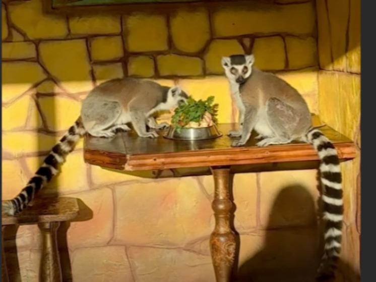 Старооскольский зоопарк показал завтрак лемуров