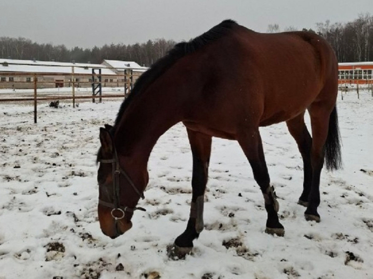 Костромские обновки —  ипподрому приобрели нового скакуна