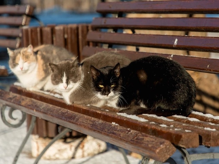  В Волгоградской области 19 декабря днем потеплеет до + 4 градусов