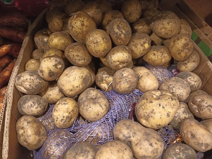 Россельхознадзор проверил восемь овощехранилищ в  Новгородской области