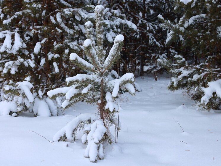 Теплая пятница будет в Челябинской области