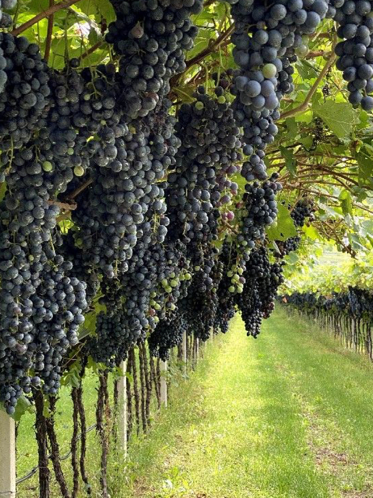 Переработчики винограда в Дагестане уплатили 8,5 млрд рублей налогов за 10 месяцев