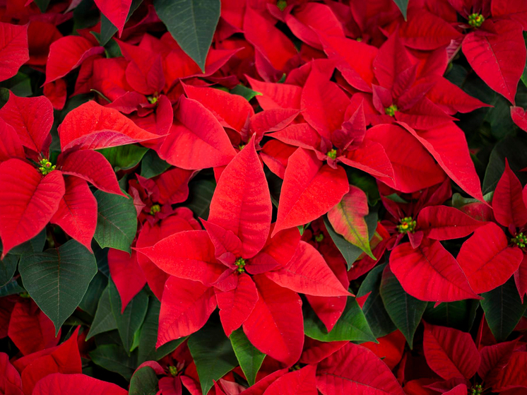 Германия — Второй шанс для Рождественской звезды