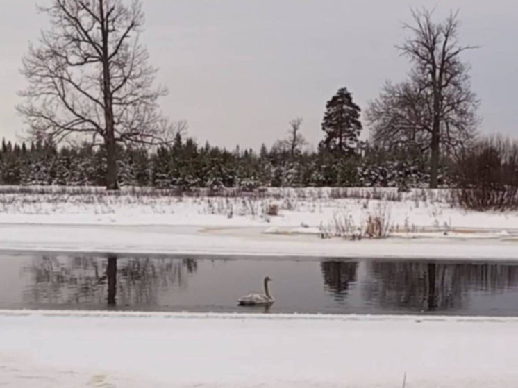Молодого лебедёнка спасли нижегородские охотинспекторы