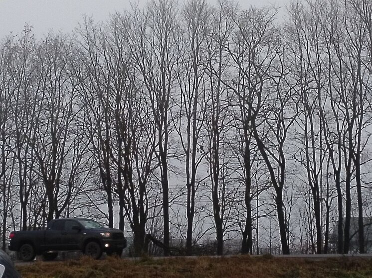 Ленинградцам синоптики пообещали дождь, солнце и до +5 градусов 19 декабря