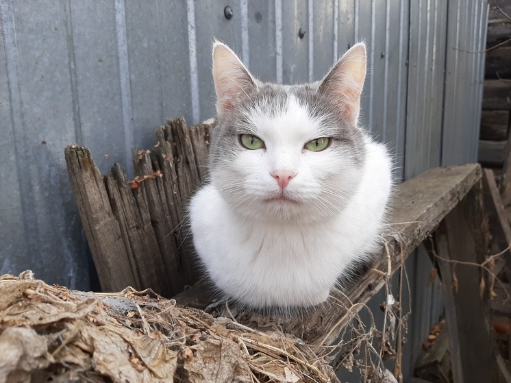 У саратовских кошек выявлен иммунодефицит