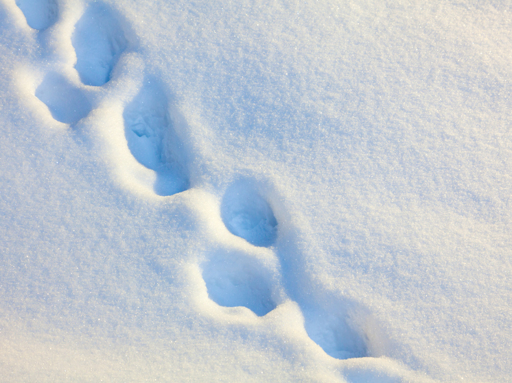 На выходных в Поморье ожидается потепление с осадками и ветром