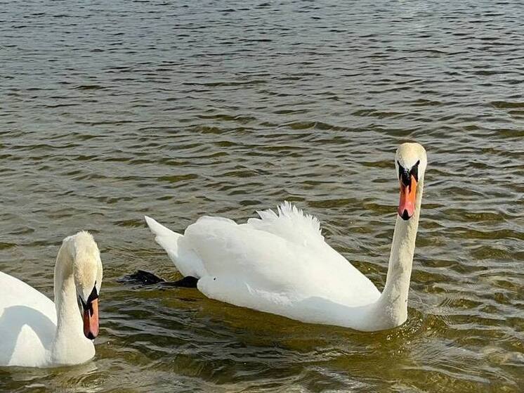 Балтийские власти попросили туристов не кормить лебедей тортами