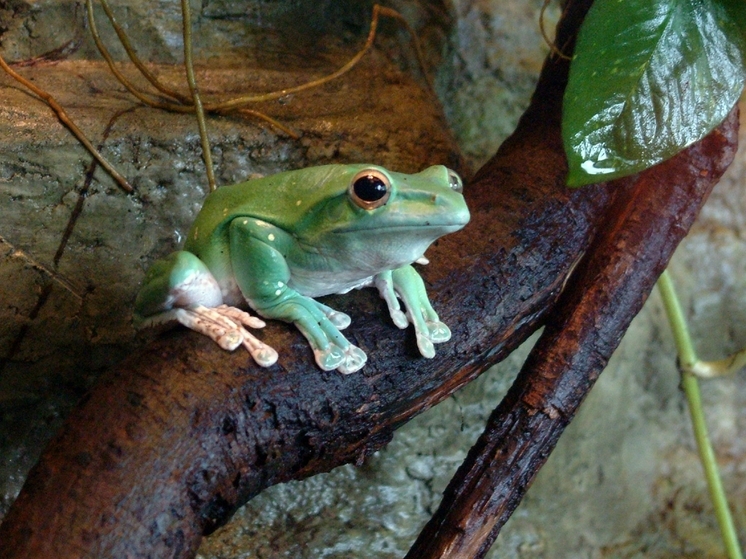 Любители фотографии уничтожили редкий вид лягушек ради удачных кадров