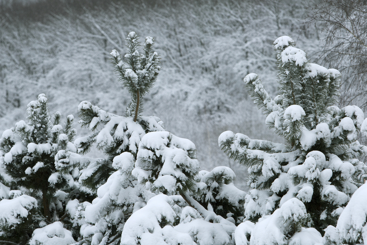 ГД: работодатели не могут сокращать зарплату из-за длинных праздников