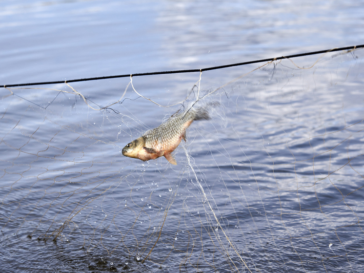 Рыбака в Новосибирской области осудили за вылов осетра из Красной книги