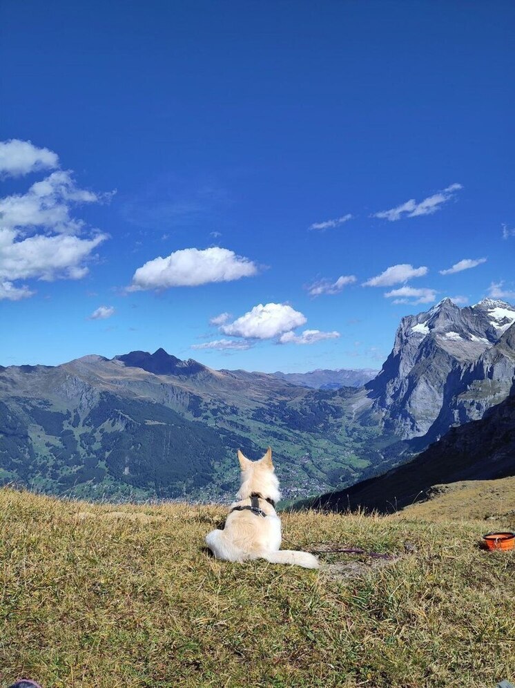 Три собаки из приюта в Бурятии обрели хозяев в Швейцарии
