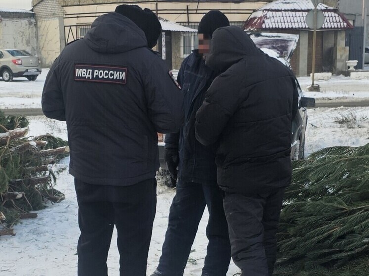 Самарские полицейские изъяли 52 сосны у продавца без документов