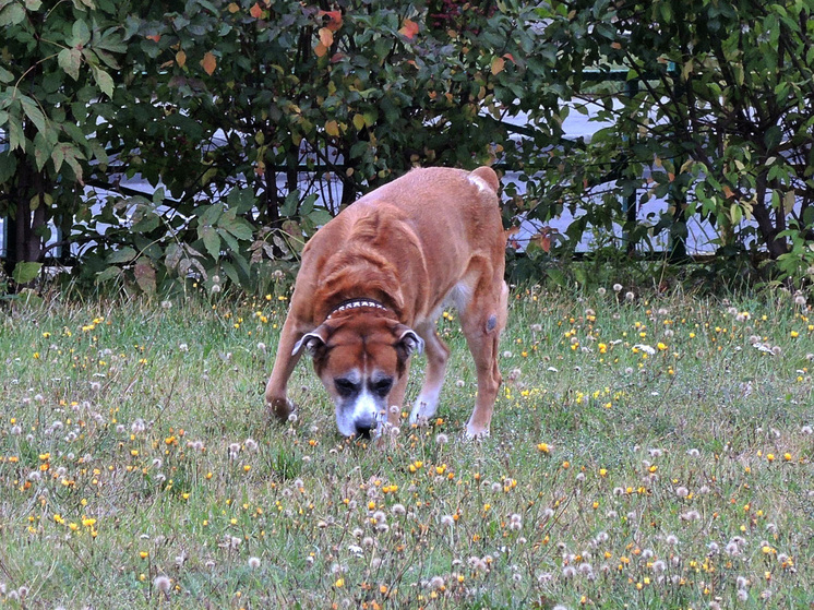 Хозяйку 17 собак обвинили в убийстве после того, как стая загрызла соседа в Северной Каролине