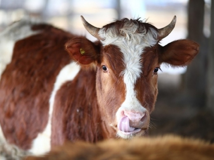 Волгоградцам напомнили о профилактике опасного бруцеллеза