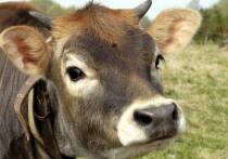 На популярной туристической тропе в Корнуолле произошла серия тревожных инцидентов: стадо коров с телятами напало на пожилого мужчину и его собаку, а затем — на других отдыхающих