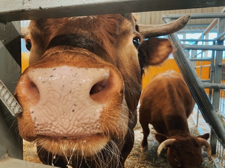 Более 488 тысяч тонн молока получили племенные хозяйства Вологодской области