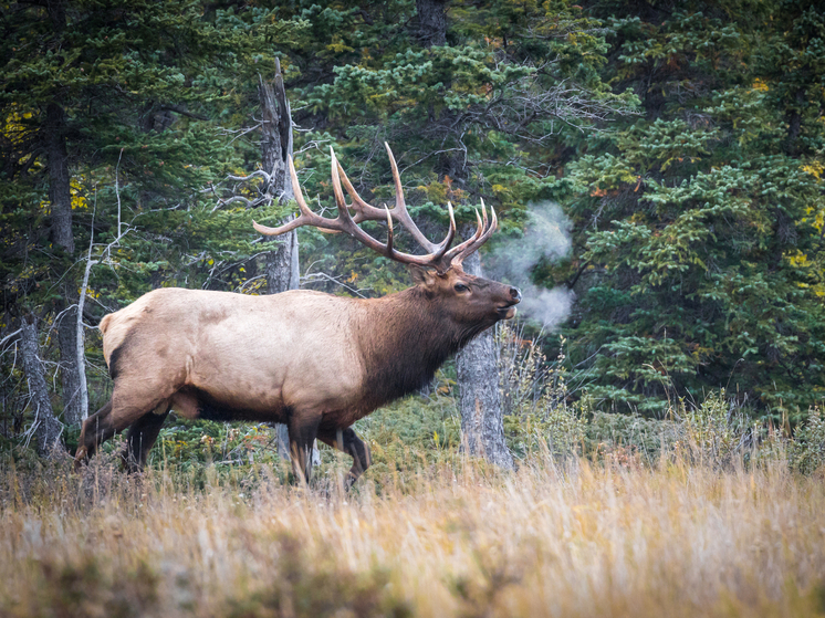 Житель Самарской области заплатил 250 тысяч рублей за убийство лося
