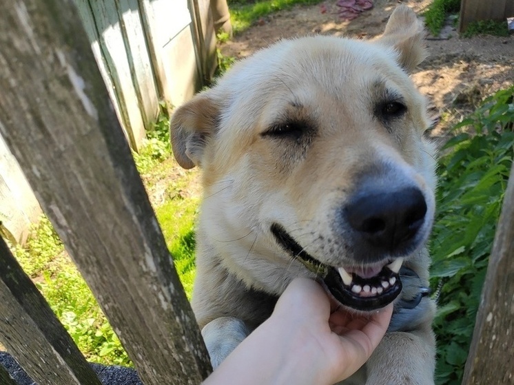 Вологодские ветеринары провели 63 урока доброты