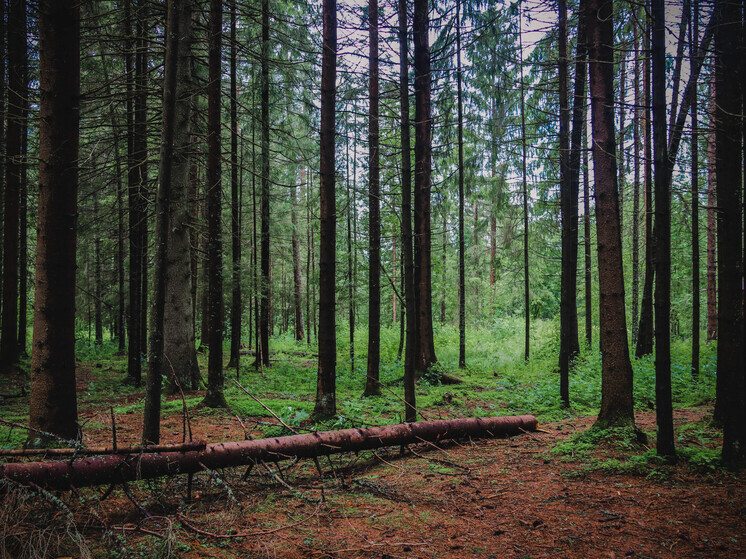 За прошедшие выходные в лесах Тверской области поймали двух браконьеров