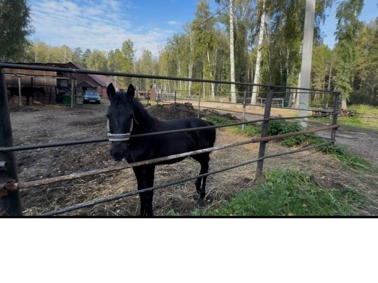 В Ботаническом саду Новосибирска пресекли самовольное содержание лошадей на охраняемой территории