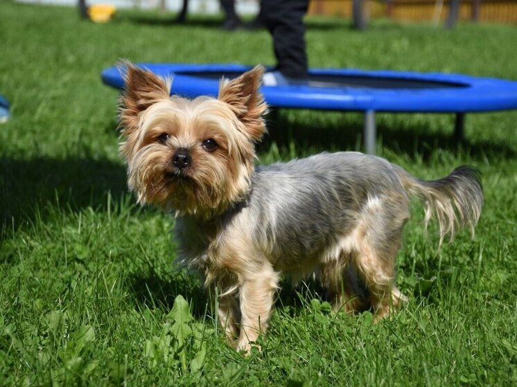 В Москве спасли собаку, у которой лапа застряла в решетке слива